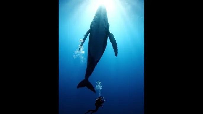 亚洲 另类 春色 小说 - 深蓝星球：探索海洋深处的未知世界